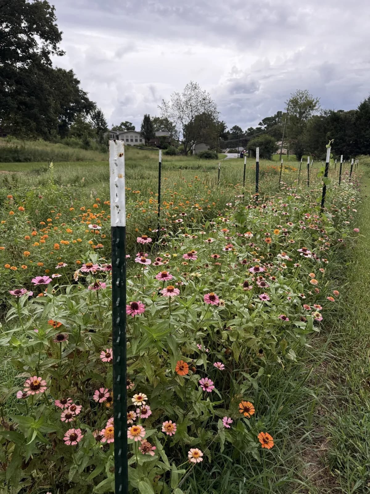 Rows of zinnias and echinacea at Headley Flower Farm