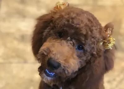 Lylia's Poodle Boutique