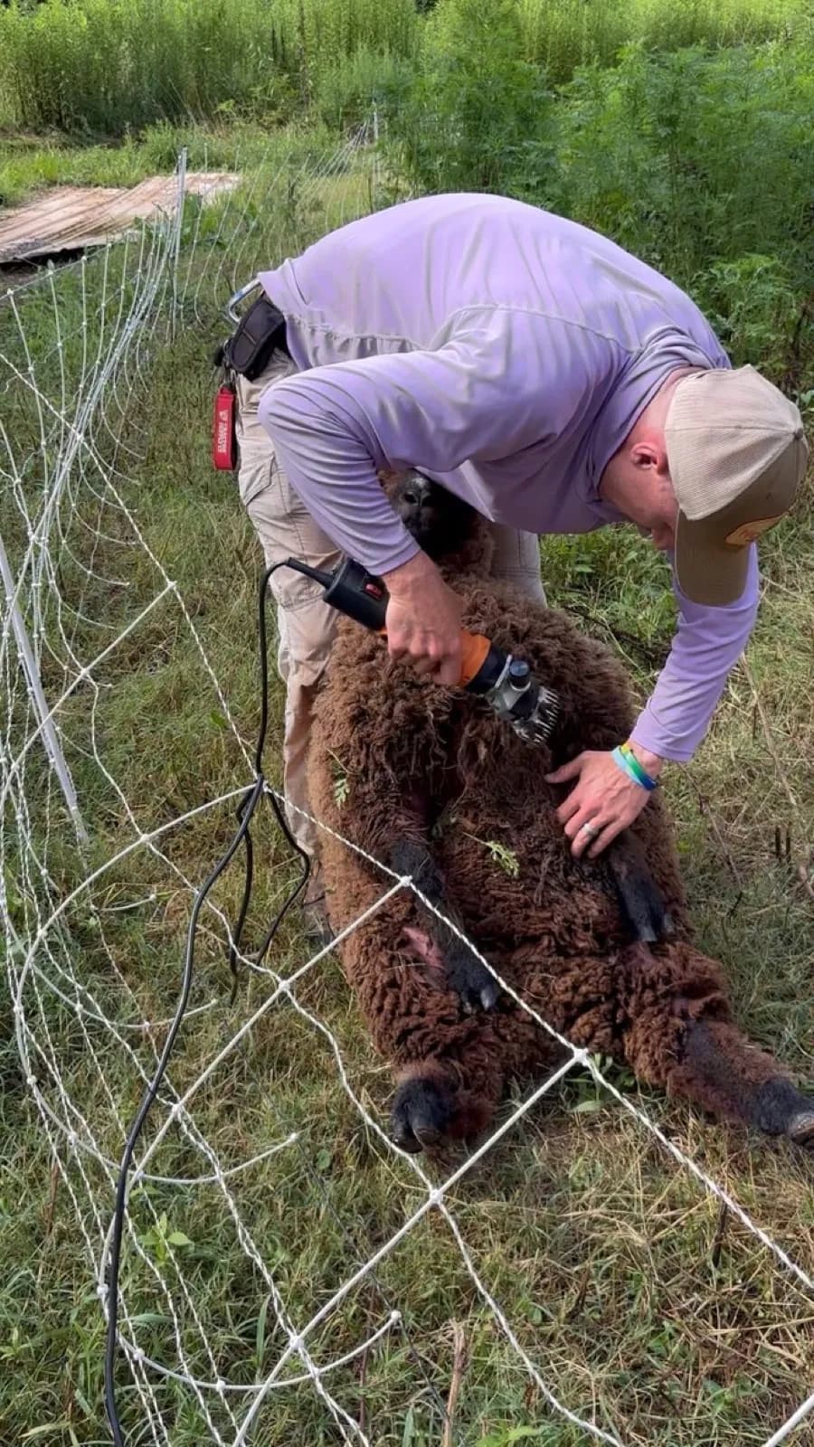 Matt pushing through his sheep, about a month before surrendering them