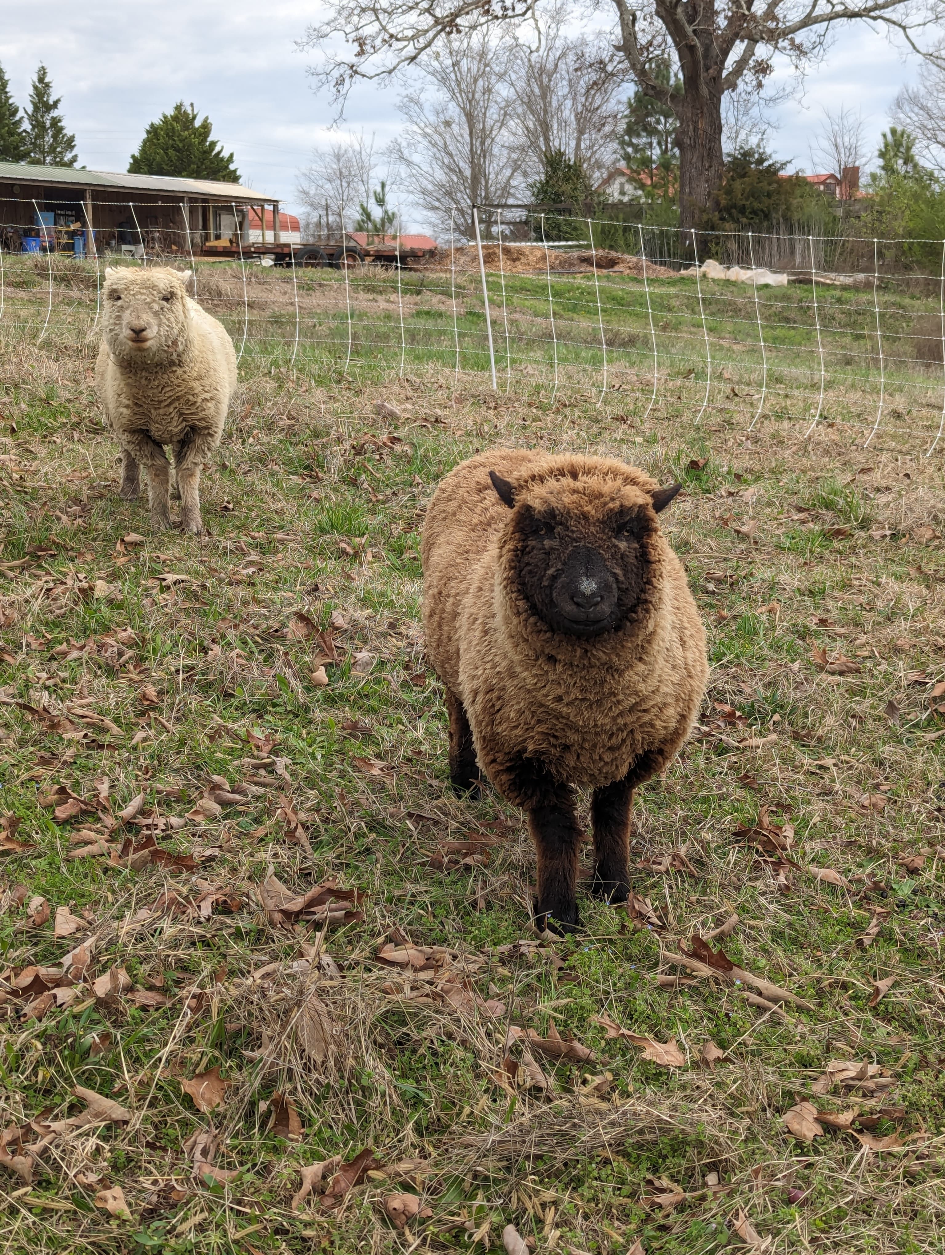 Silver and Shadow, the Headley family's babydoll sheep, in the field