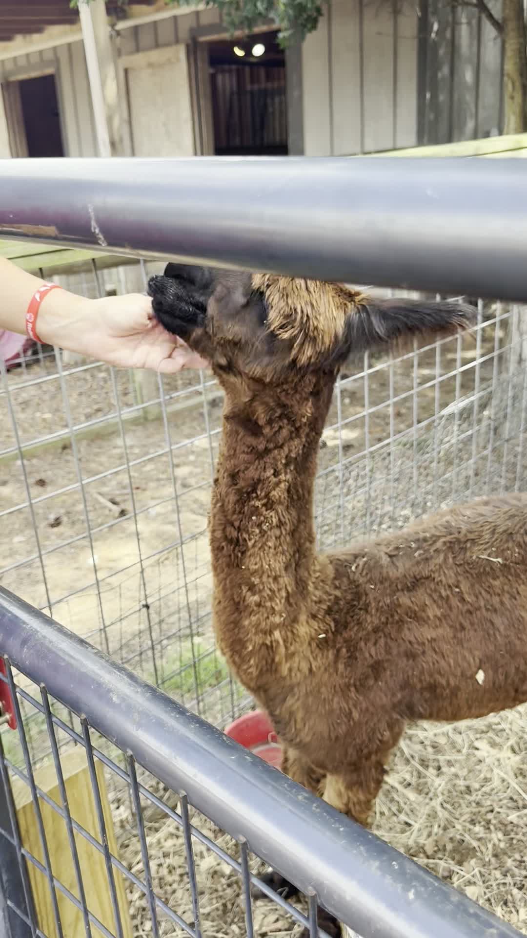 Alpaca being fed through the fence at Redbird Willow Farm