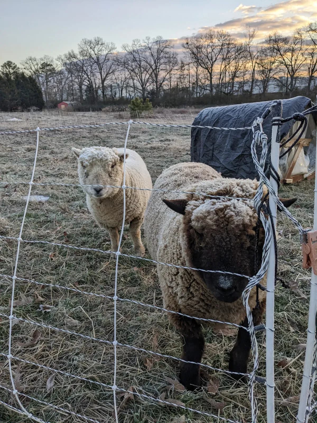 Two sheep in electric fence netting on the farm at sunrise, a tarp shelter visible behind the fence, January 2025
