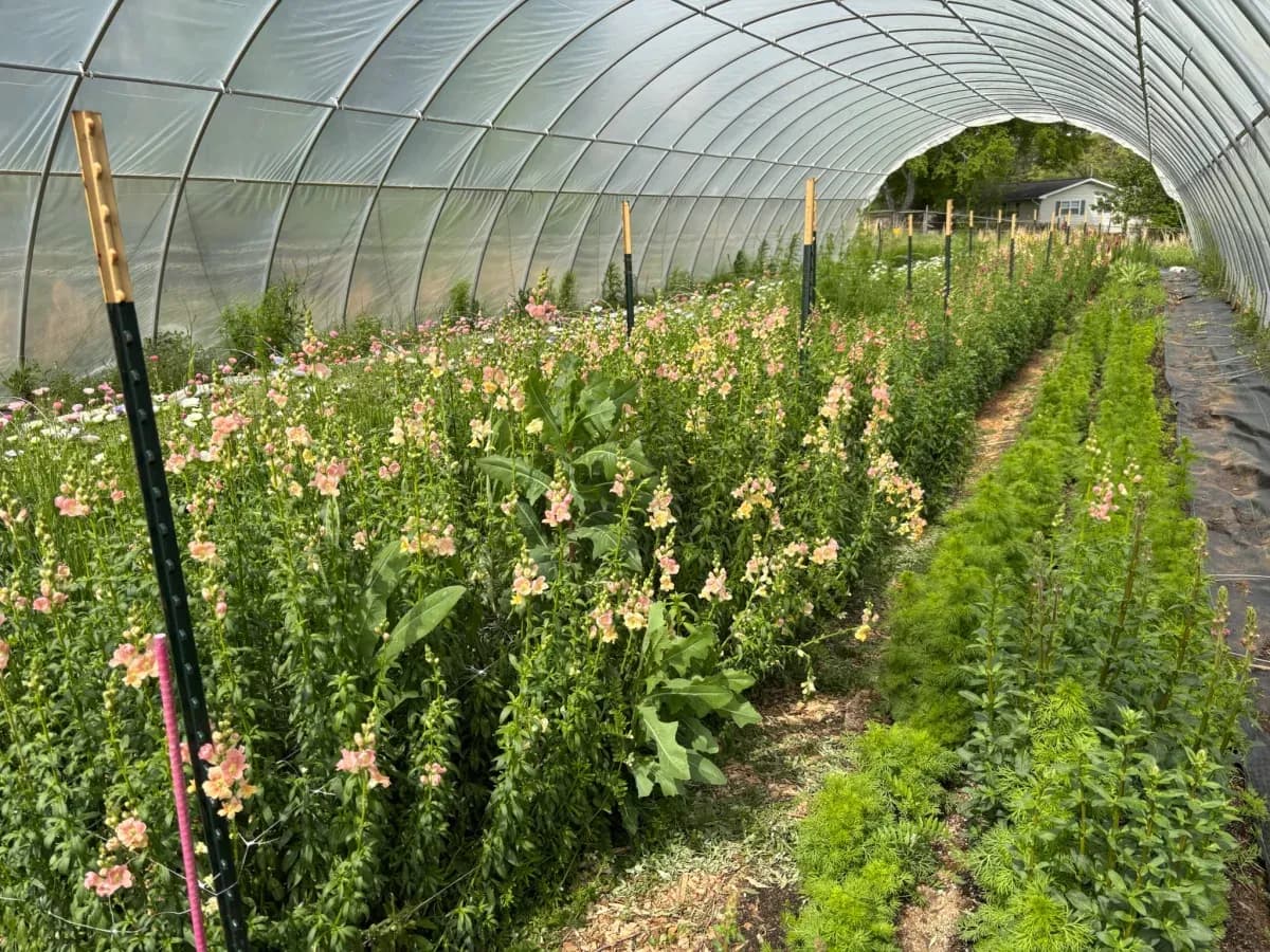 Rows of snapdragons and mixed flowers growing inside the high tunnel at Headley Flower Farm