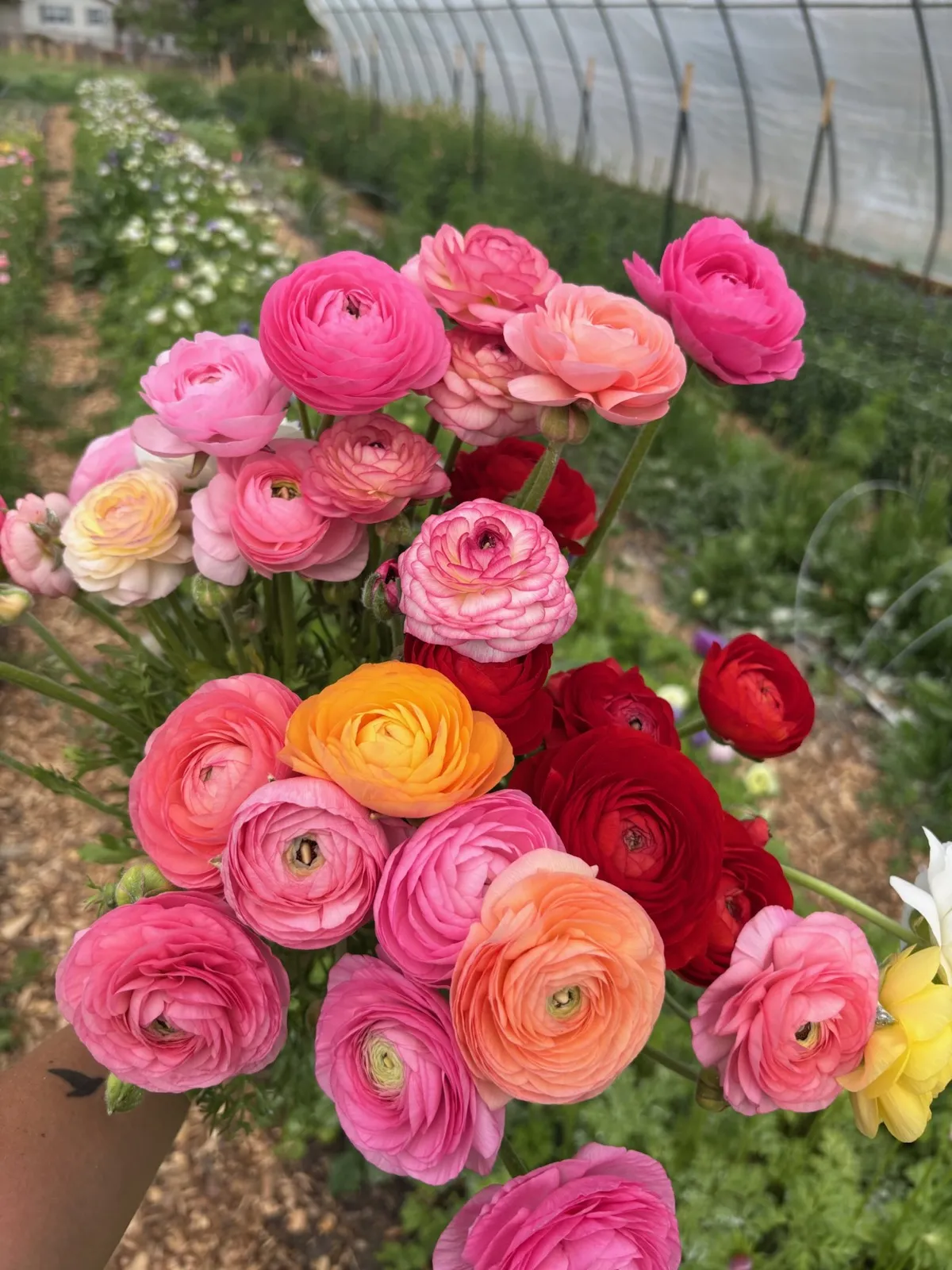 Ranunculus in the field at the Headley flower farm, Calhoun County, Alabama. Ranunculus is one of the crops Floret taught a generation to grow.