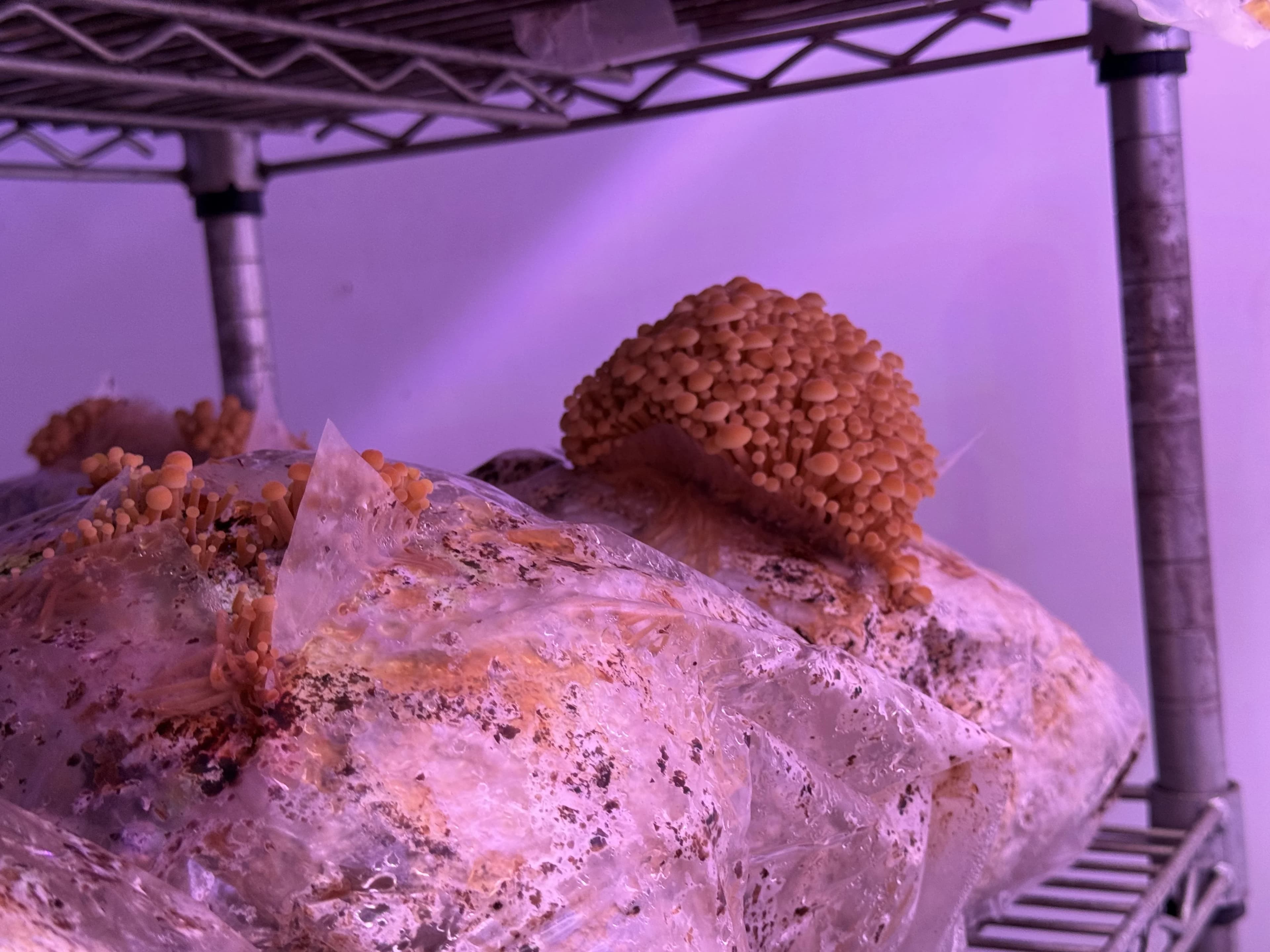 Chestnut mushrooms in tight orange clusters pinning from a substrate bag under purple grow lights at Aquality Farms