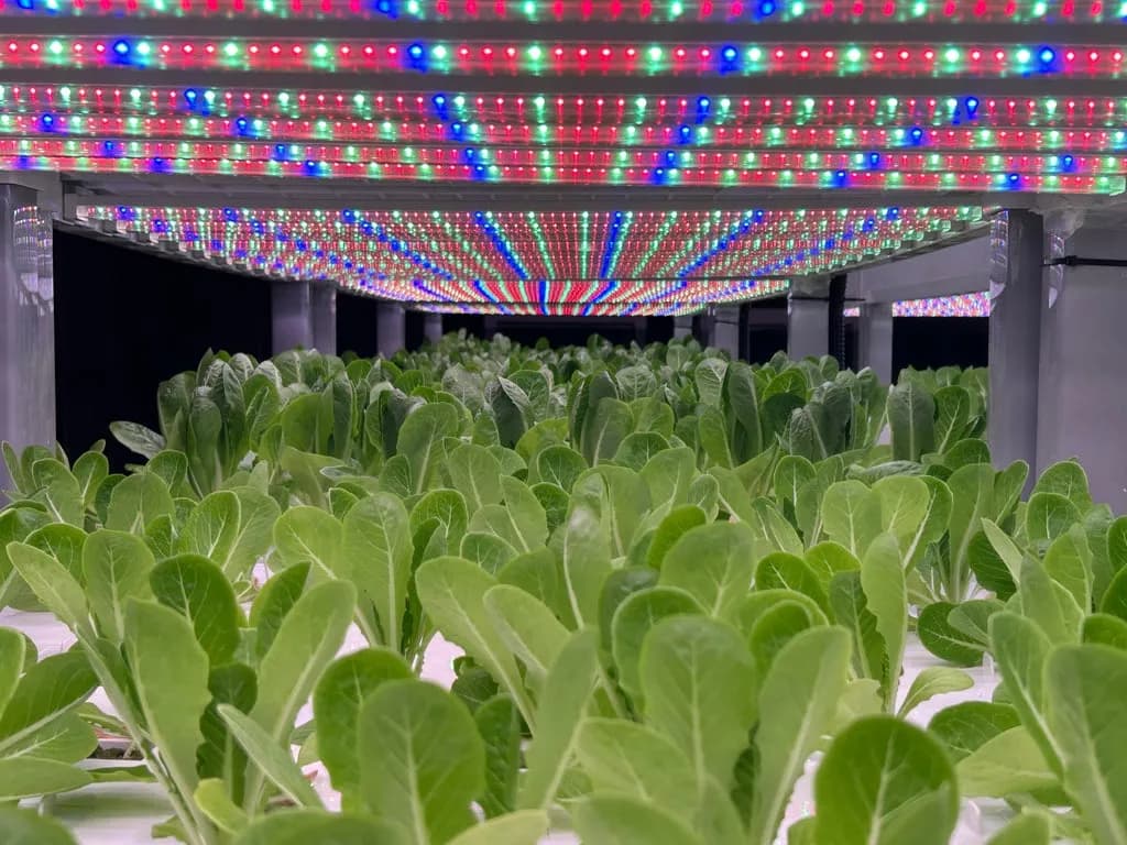 Lettuce growing under colored LED grow lights at Aquality Farms