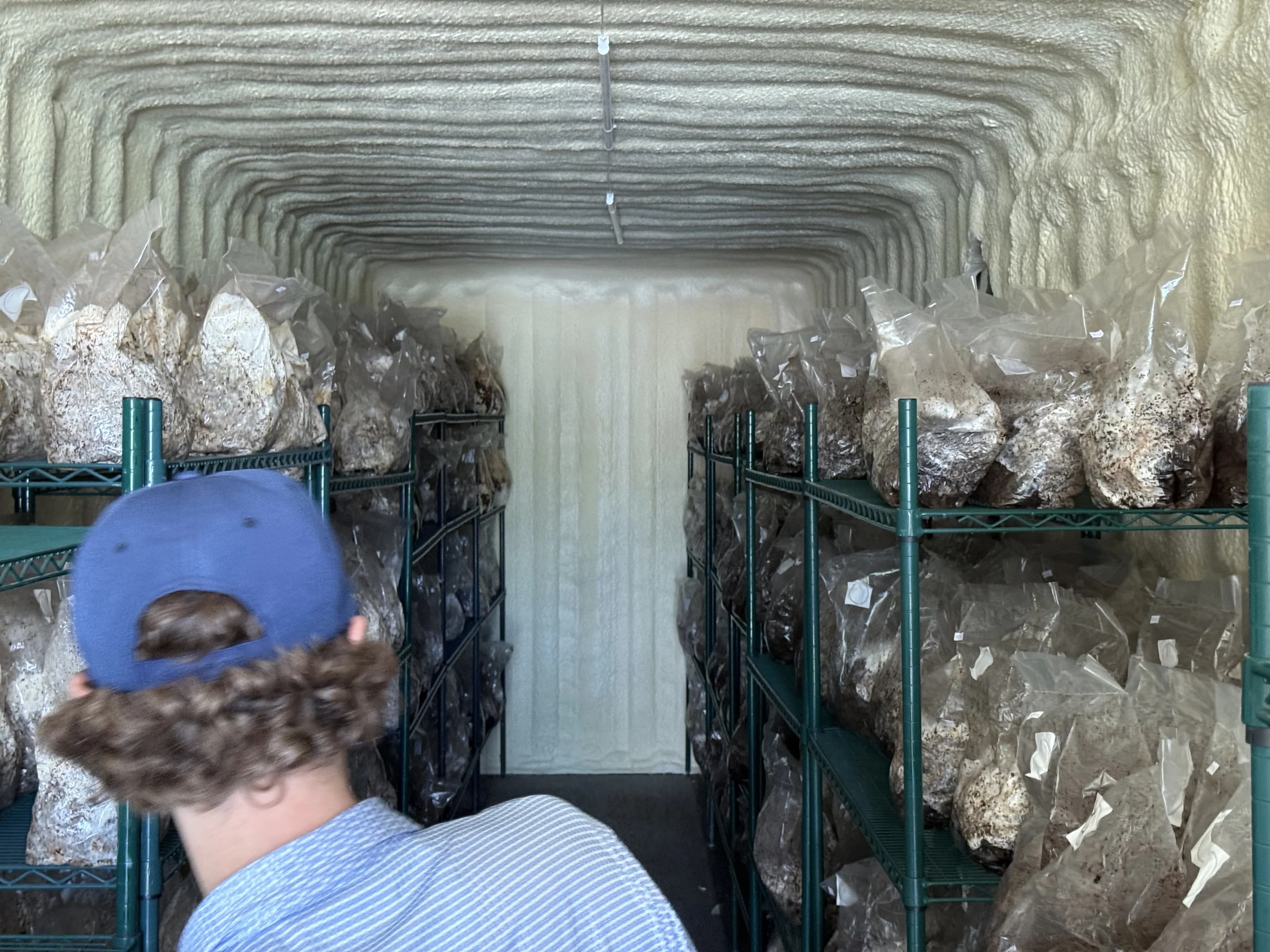 Looking into the Aquality Farms mushroom incubation tunnel lined with racks of substrate bags