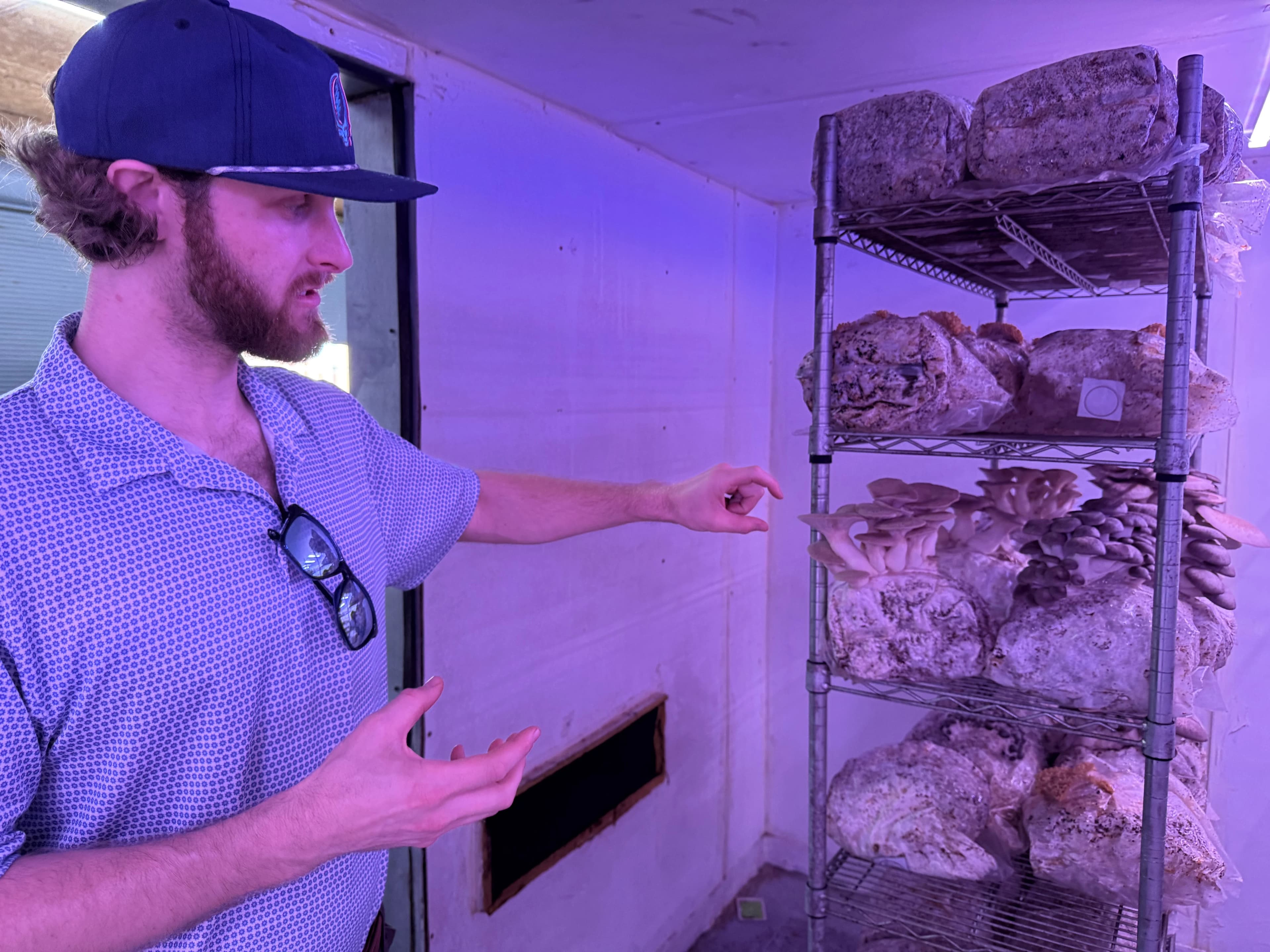 Samuel Sawyer pointing at mushroom substrate bags on shelves inside the fruiting chamber under blue-spectrum lighting