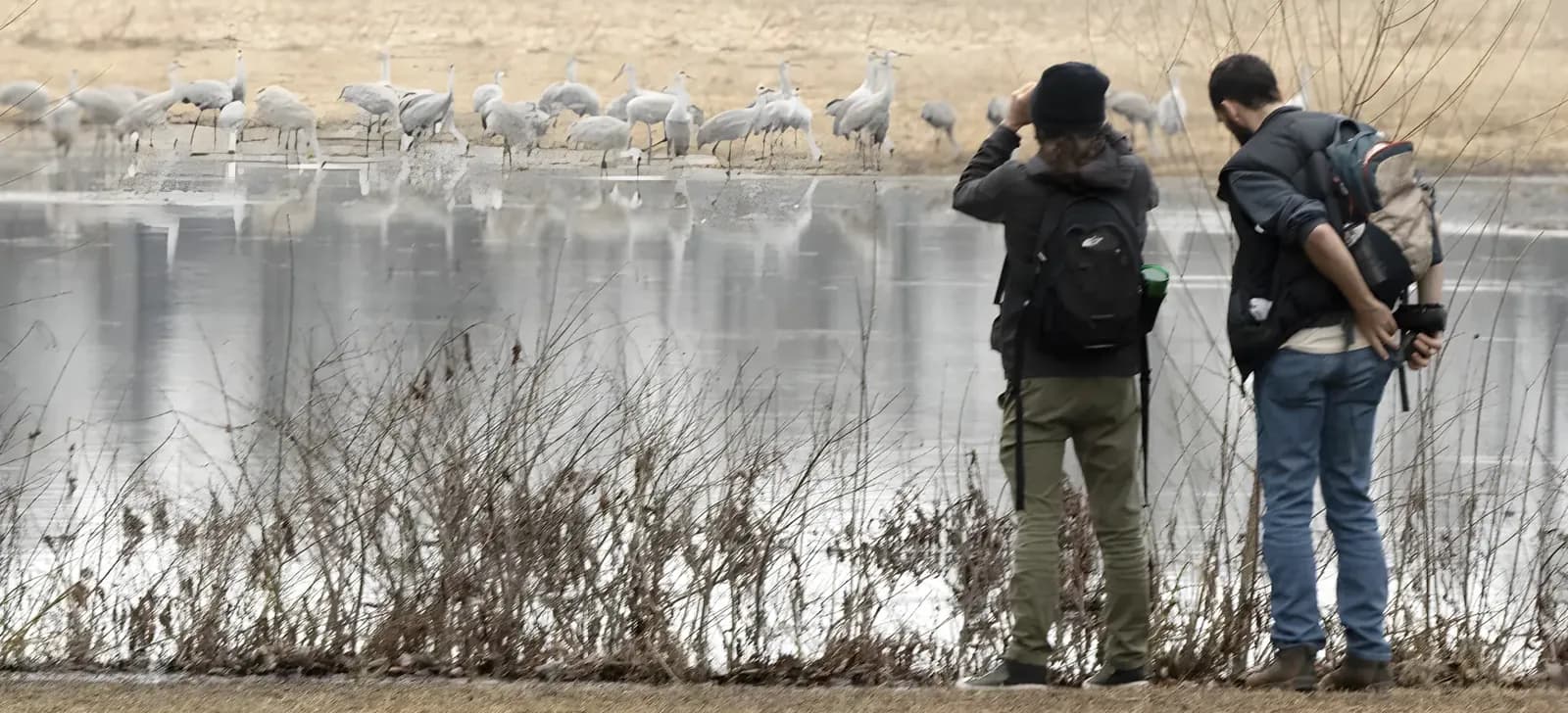 Sandhill and whooping cranes at Wheeler National Wildlife Refuge, Morgan County, Alabama