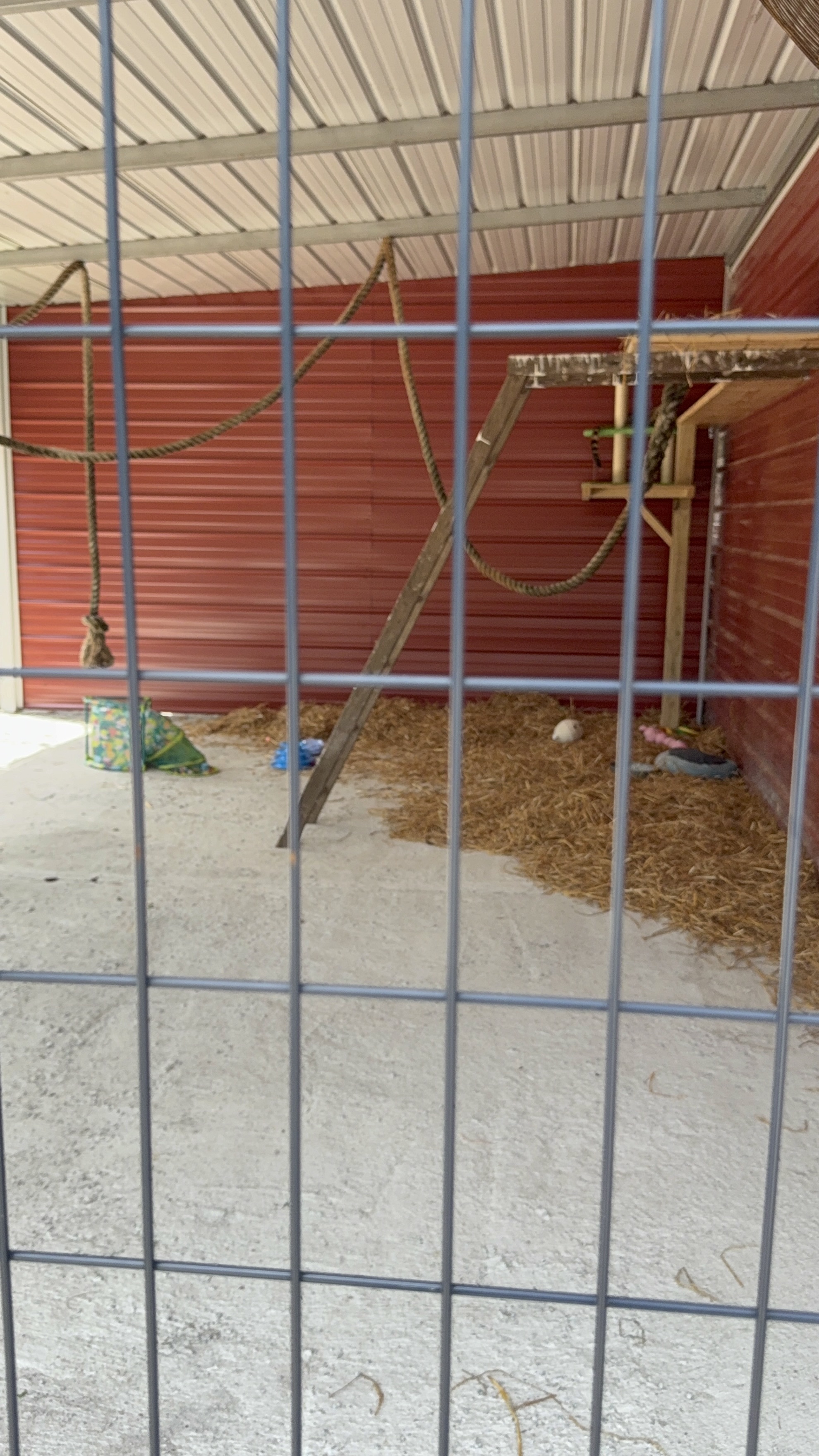 Inside the animal barn at Redbird Willow Farm